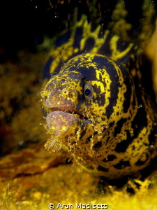 Chain Moray with a chin full of fireworm. SeaLife DC1400 by Arun Madisetti 